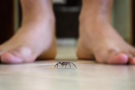 Como eliminar arañas en Padre las Casas